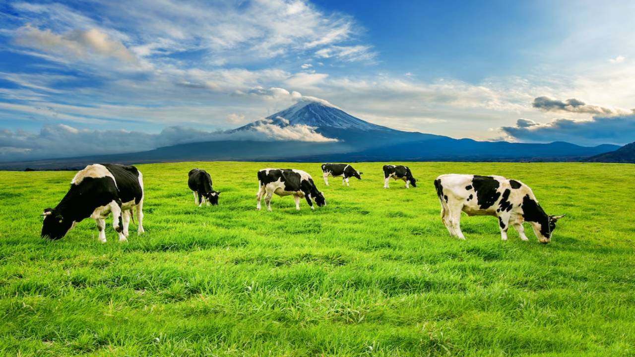 cows-eating-lush-grass-green-field-front-fuji-mountain-japan_335224-36
