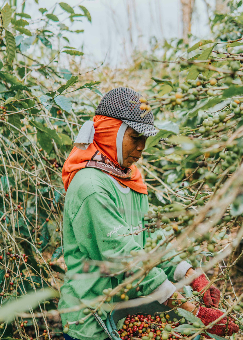 Harvesting Coffee