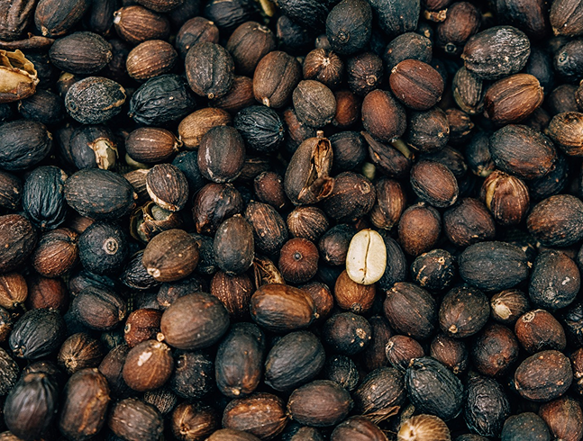 Harvesting Coffee