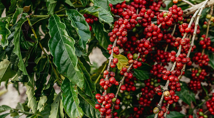 Green Coffee Beans
