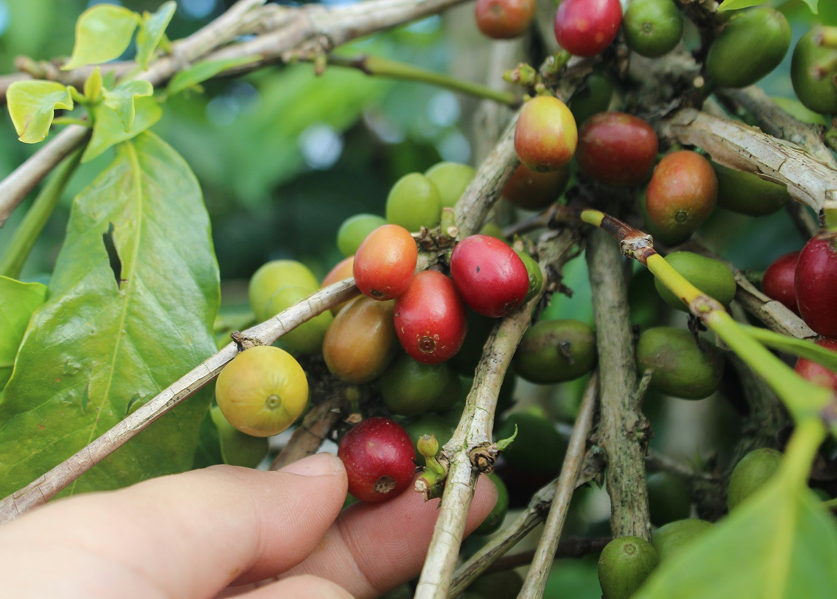 Green Coffee Beans